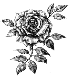 Rose-3